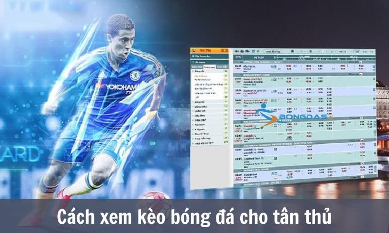 tỷ lệ kèo - Cách xem kèo bóng đá cho tân thủ